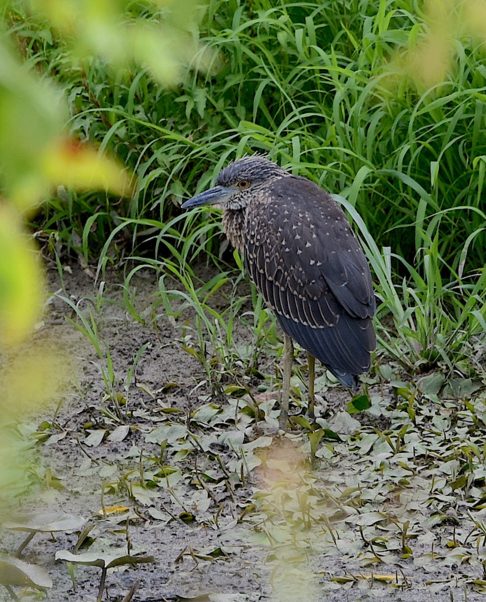 Yellow-crowned Night Heron - Alecia Gorski