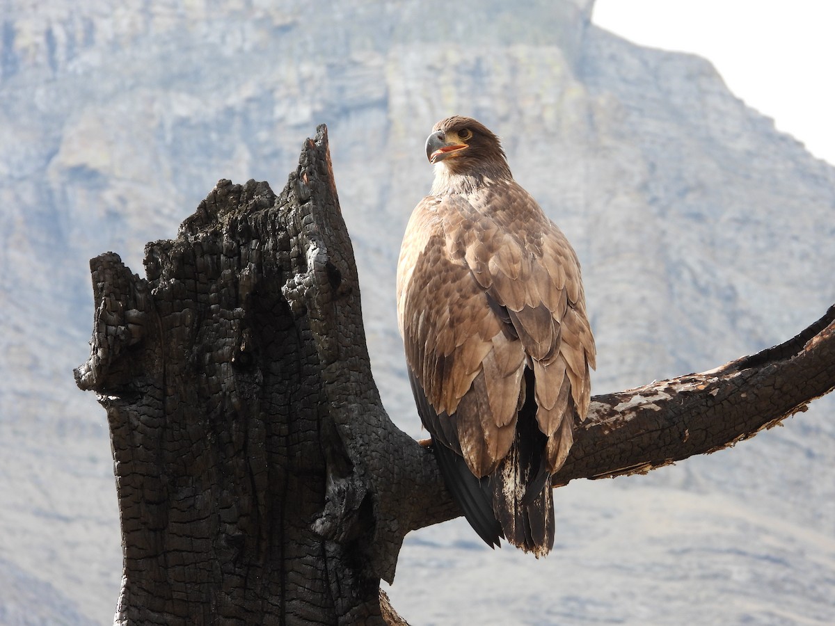 Bald Eagle - ML478612661