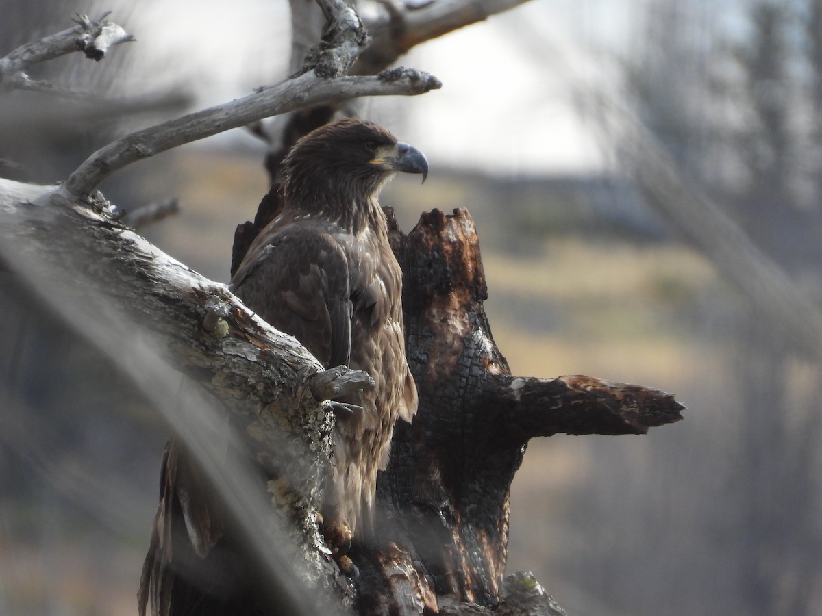 Bald Eagle - Alan Ketcham