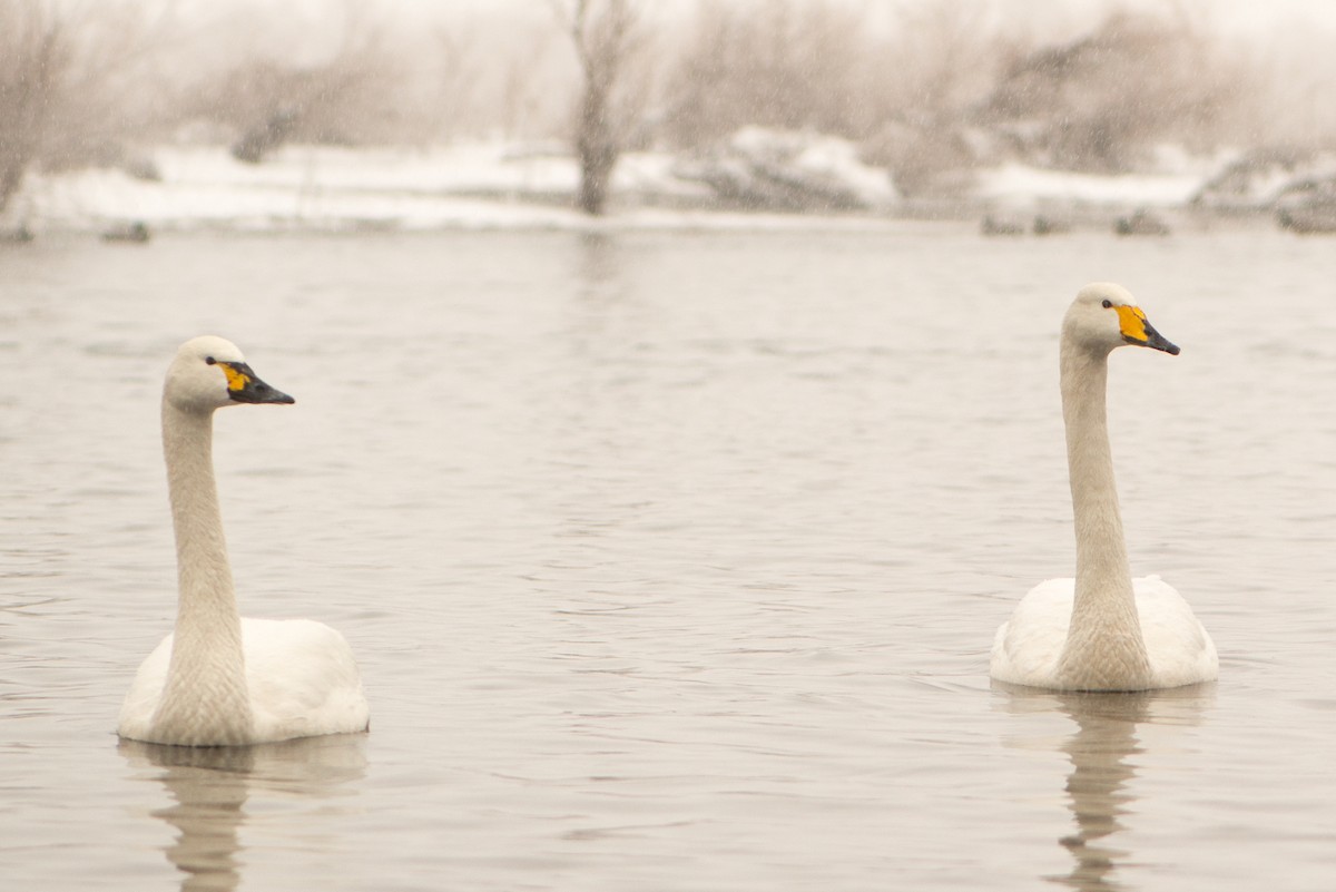 Tundra Swan - ML47861301