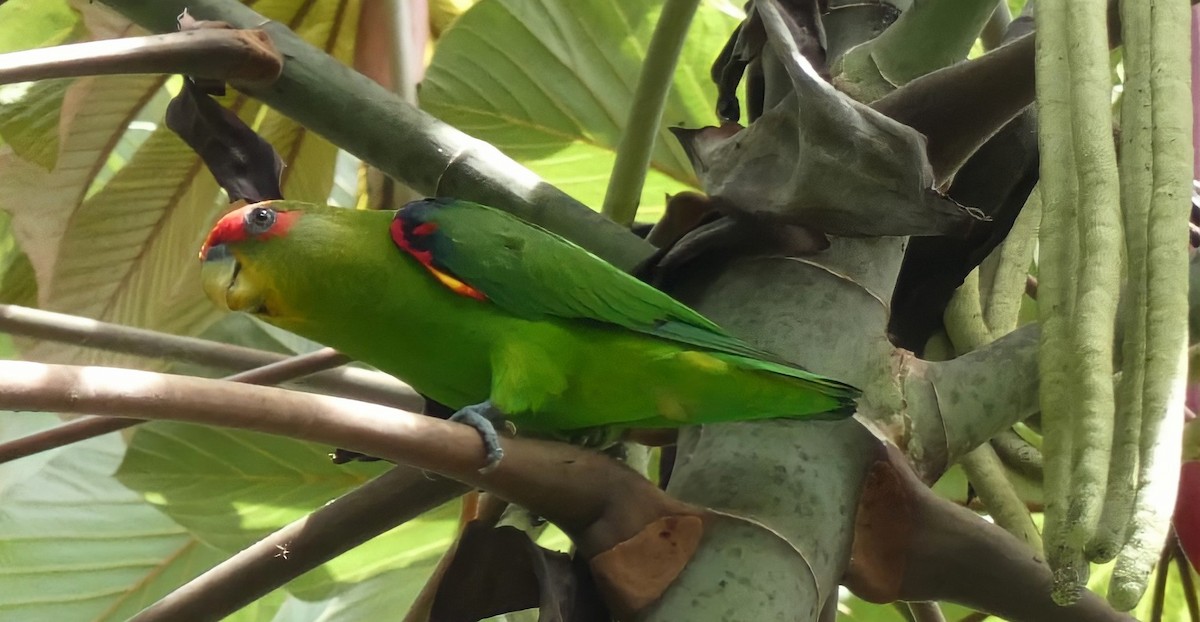 Kosta Rika Papağanı - ML478613531