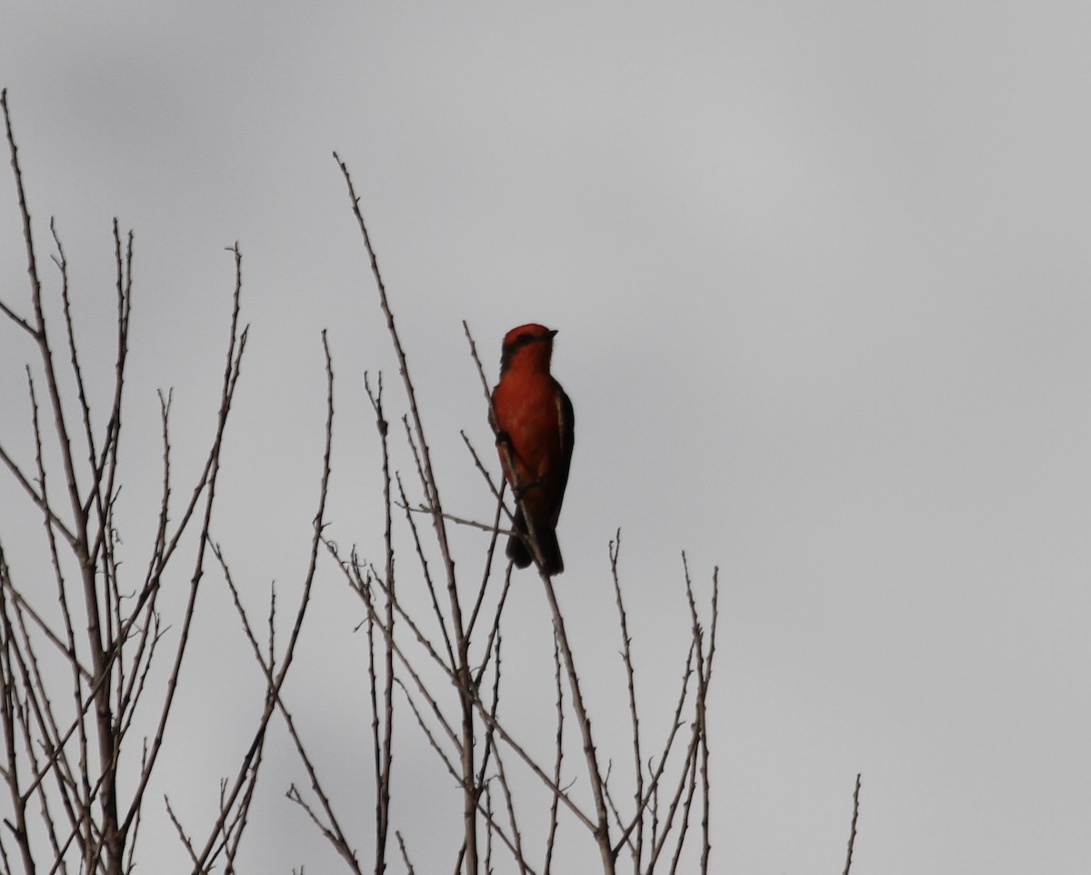 Vermilion Flycatcher (Northern) - ML478613951