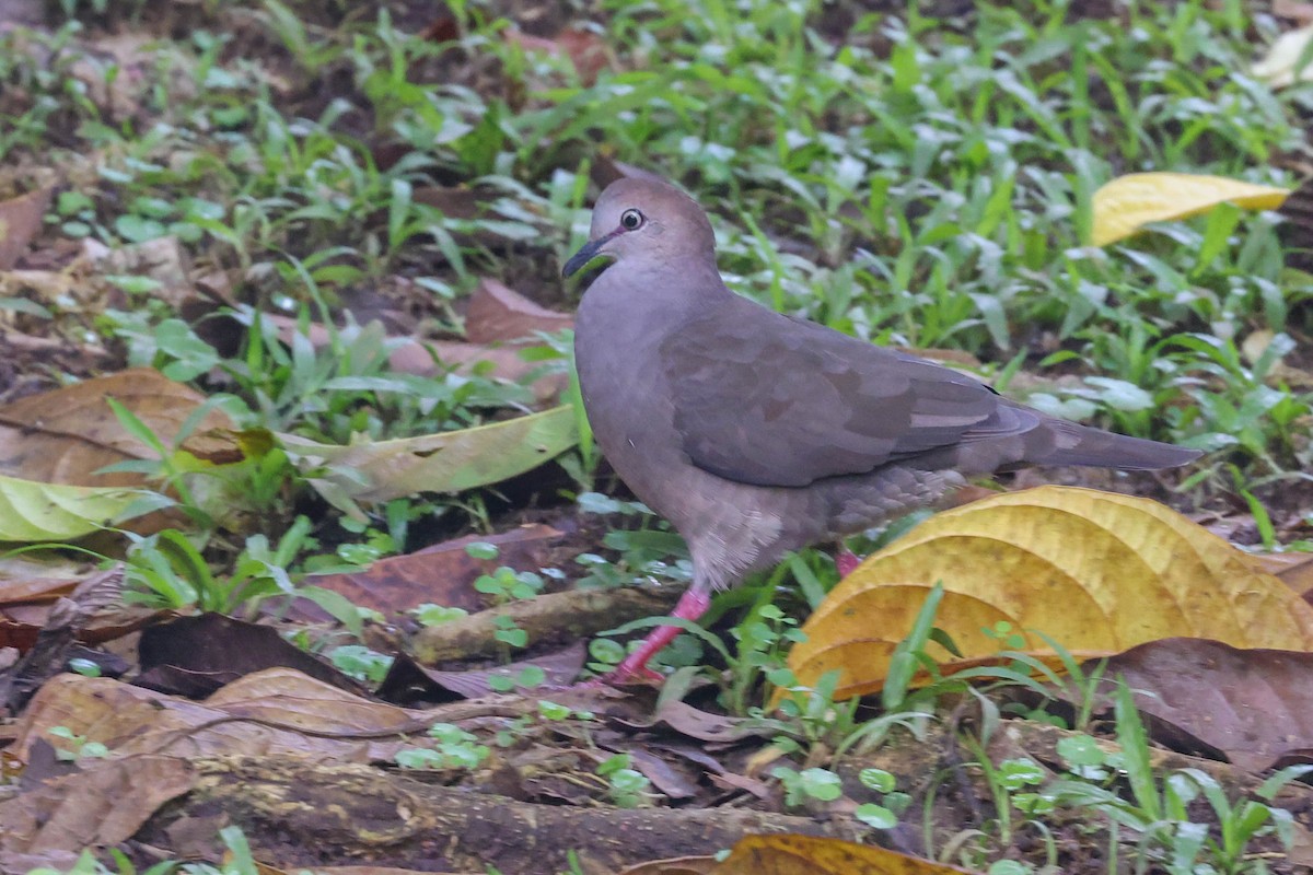 Gray-chested Dove - Allison Miller