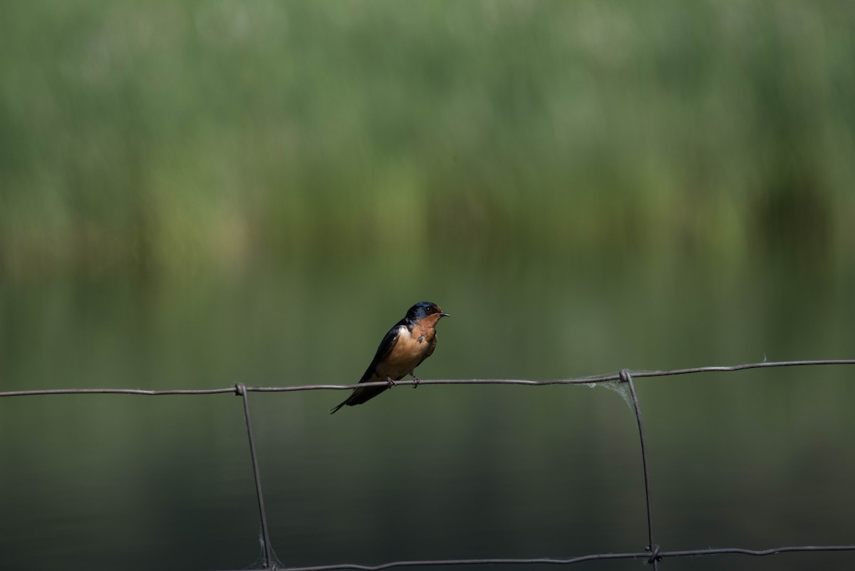 Barn Swallow - ML47861561