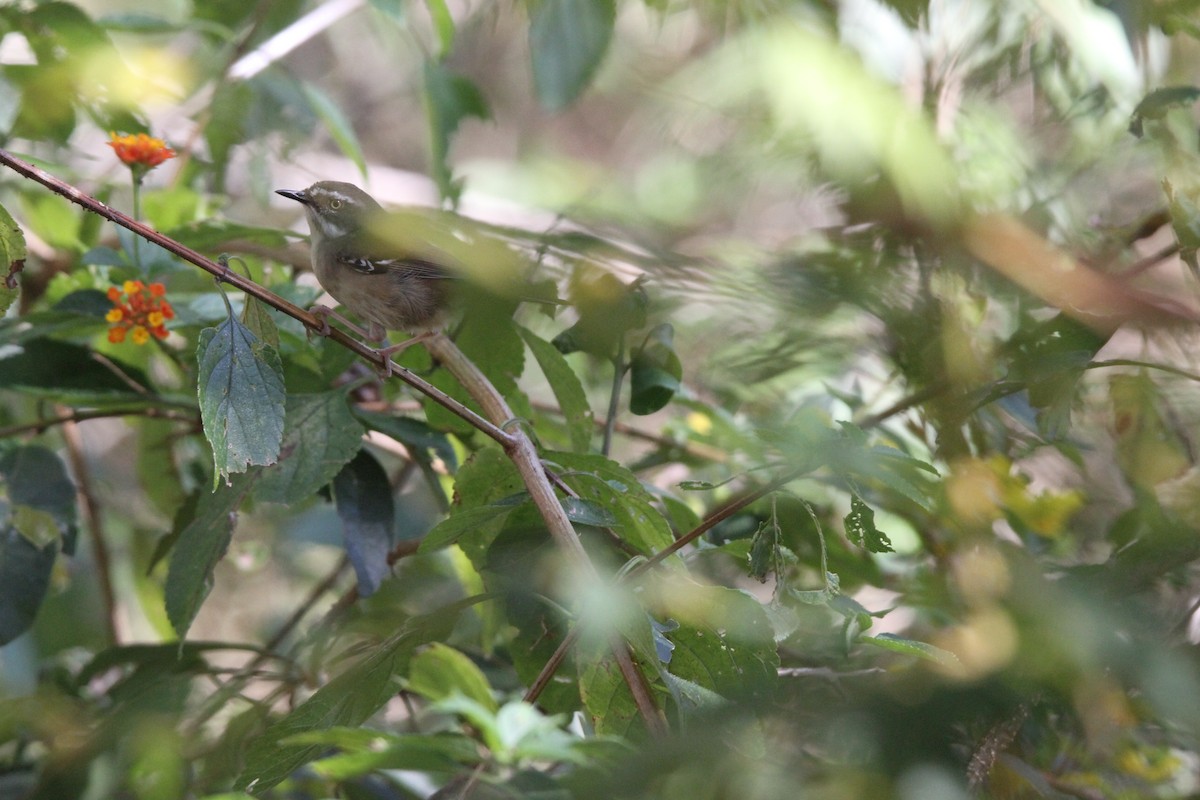 White-browed Scrubwren - ML478615841