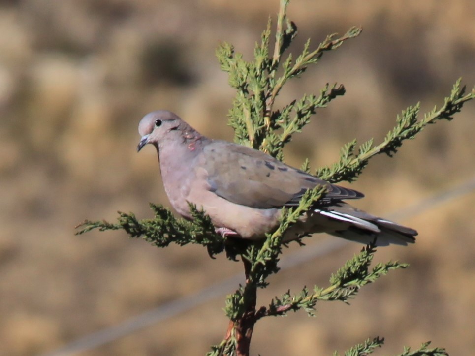 Eared Dove - ML478616111