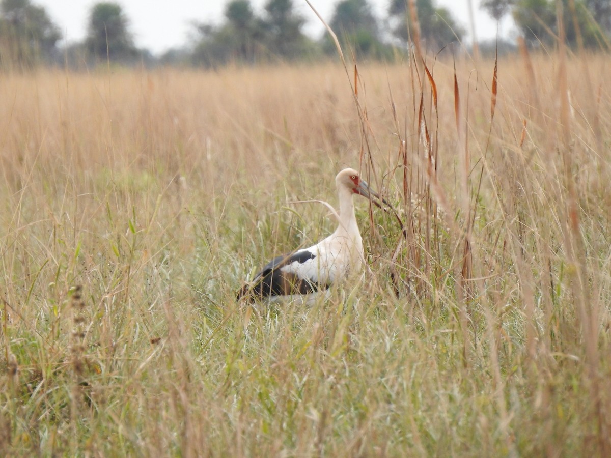 Maguari Stork - ML478616561