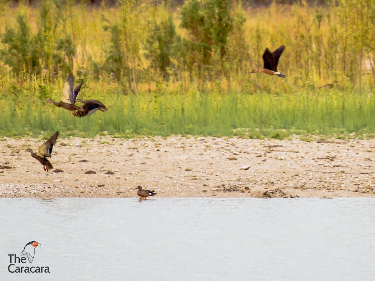 Fulvous Whistling-Duck - ML478617491
