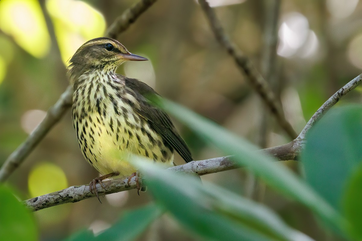 Northern Waterthrush - Gloria Archilla