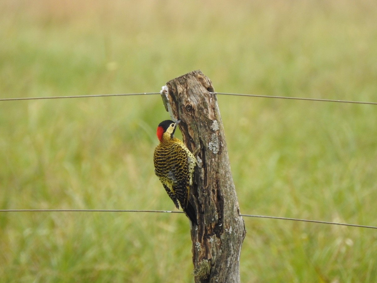 Green-barred Woodpecker - María Silvina Bruni