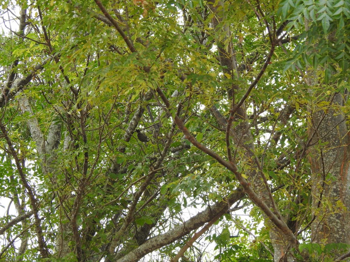 Checkered Woodpecker - María Silvina Bruni