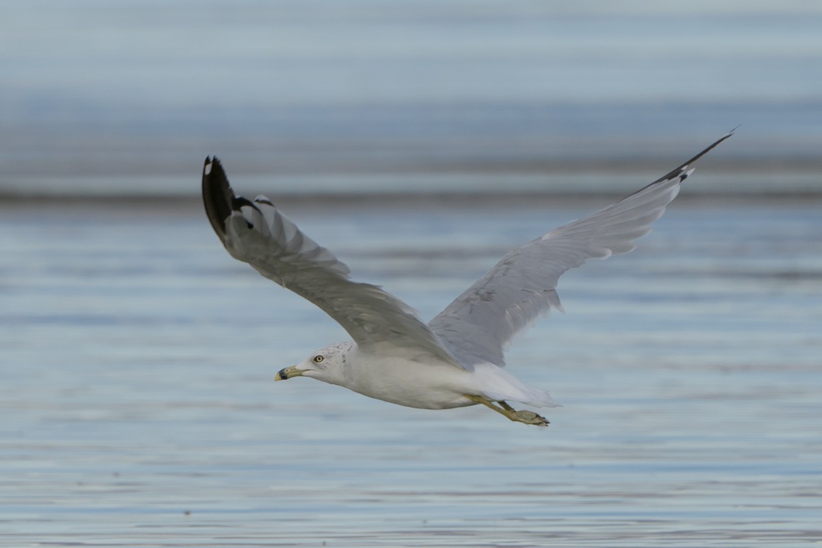 Ring-billed Gull - Victoria Leon