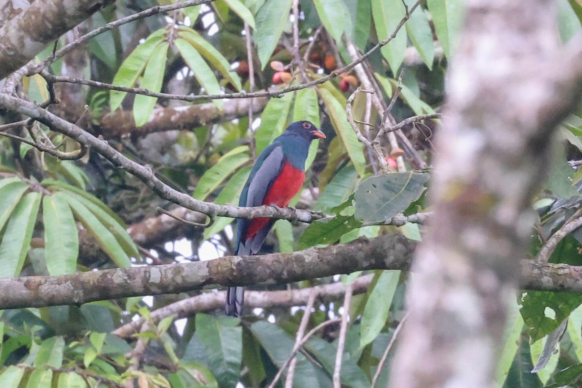 Slaty-tailed Trogon - ML478618721