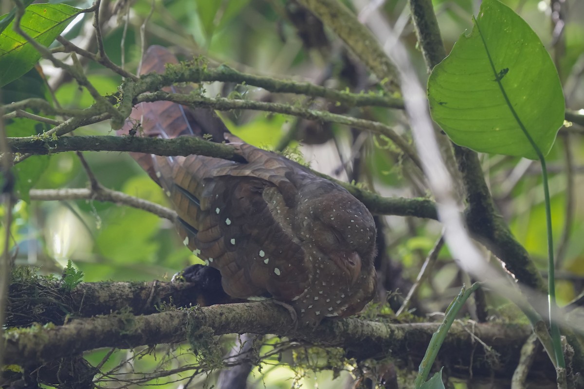 Guácharo - ML478619481