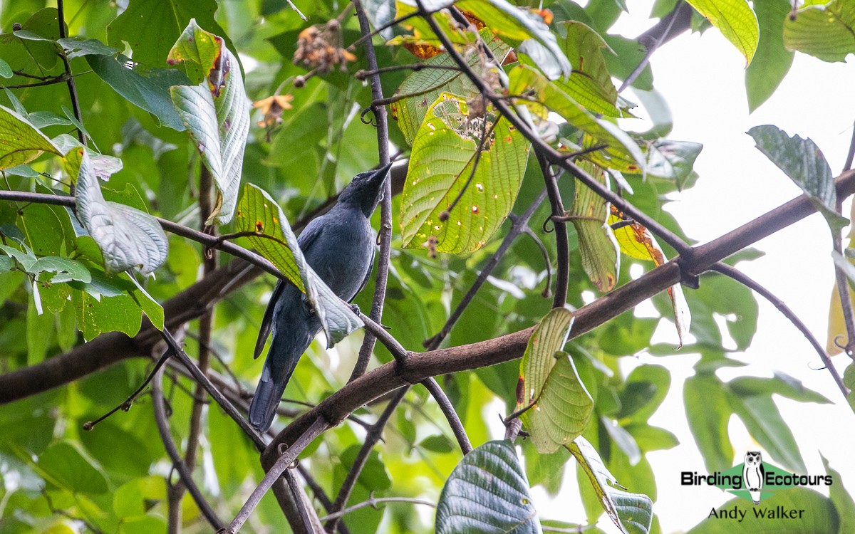 Common Cicadabird (Moluccan) - ML478623101