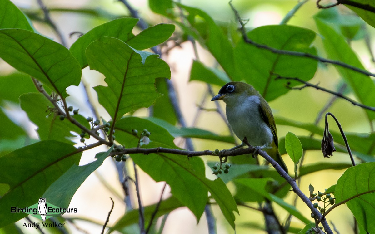 Cream-throated White-eye (Halmahera) - Andy Walker - Birding Ecotours