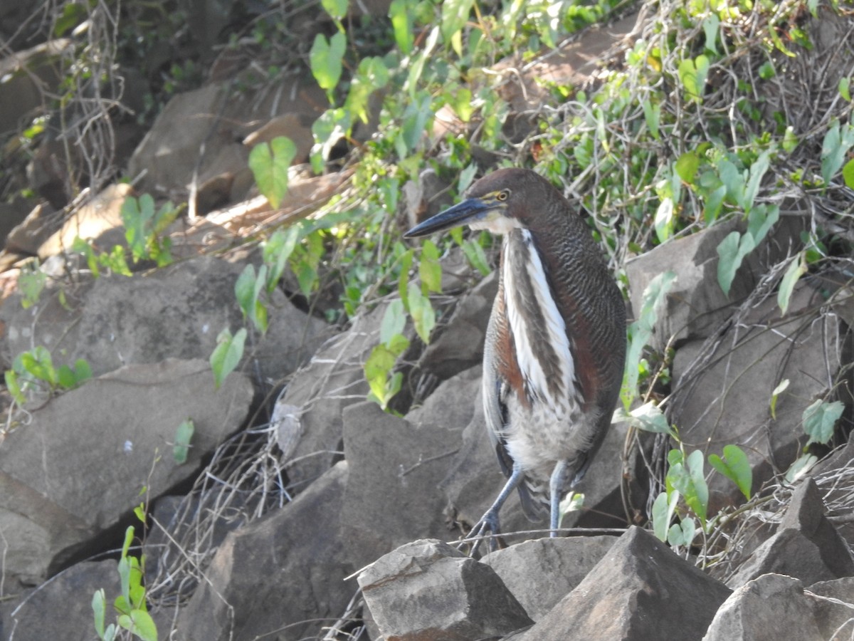 Rufescent Tiger-Heron - ML478623761