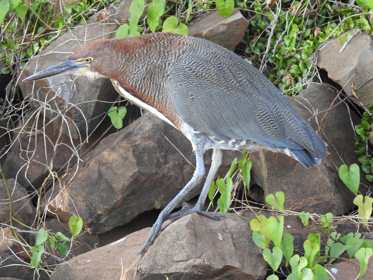 Rufescent Tiger-Heron - ML478623811