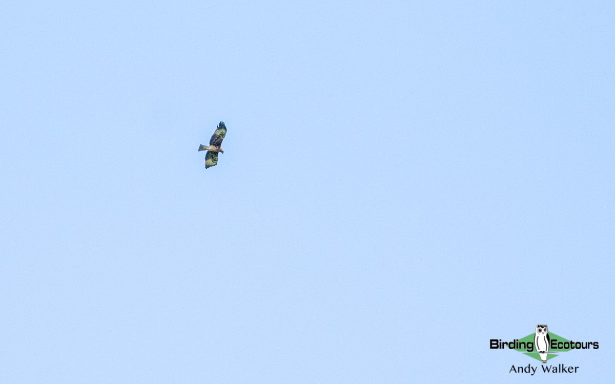 Pygmy Eagle - ML478624381