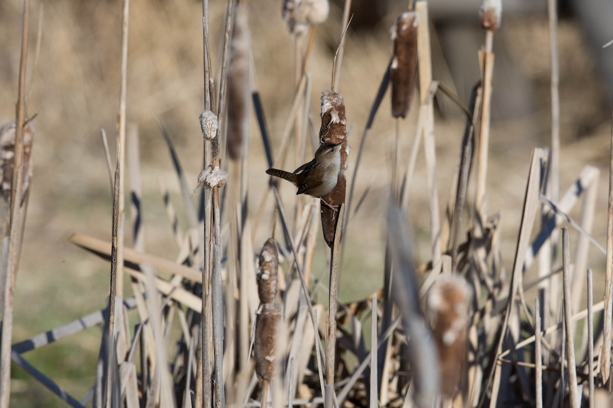 střízlík bažinný - ML47862441