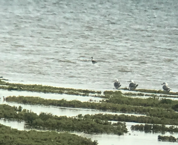 American Avocet - ML478625781