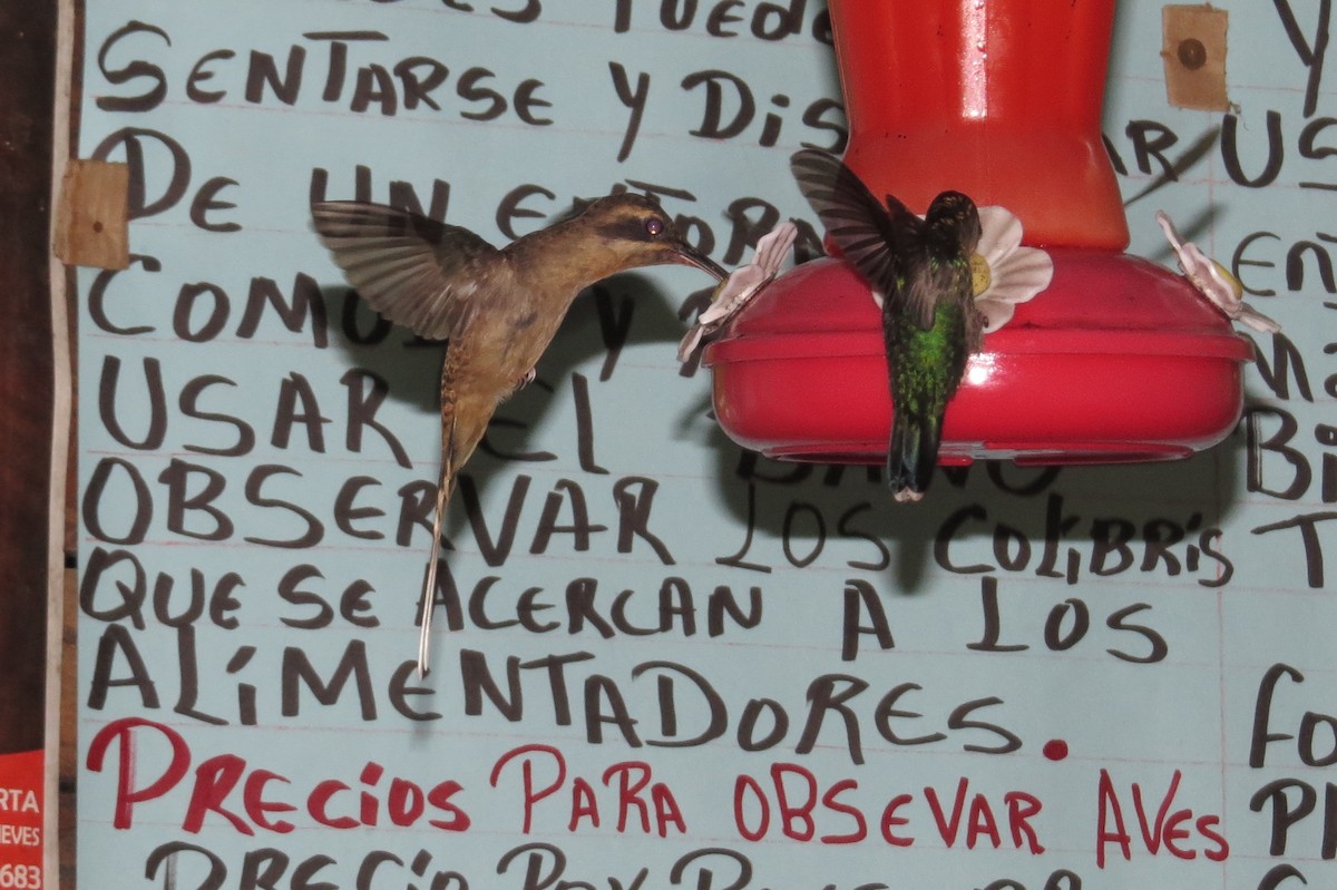 Длинноклювый колибри-отшельник - ML47862721