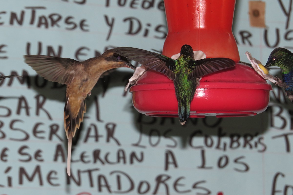 Длинноклювый колибри-отшельник - ML47862731