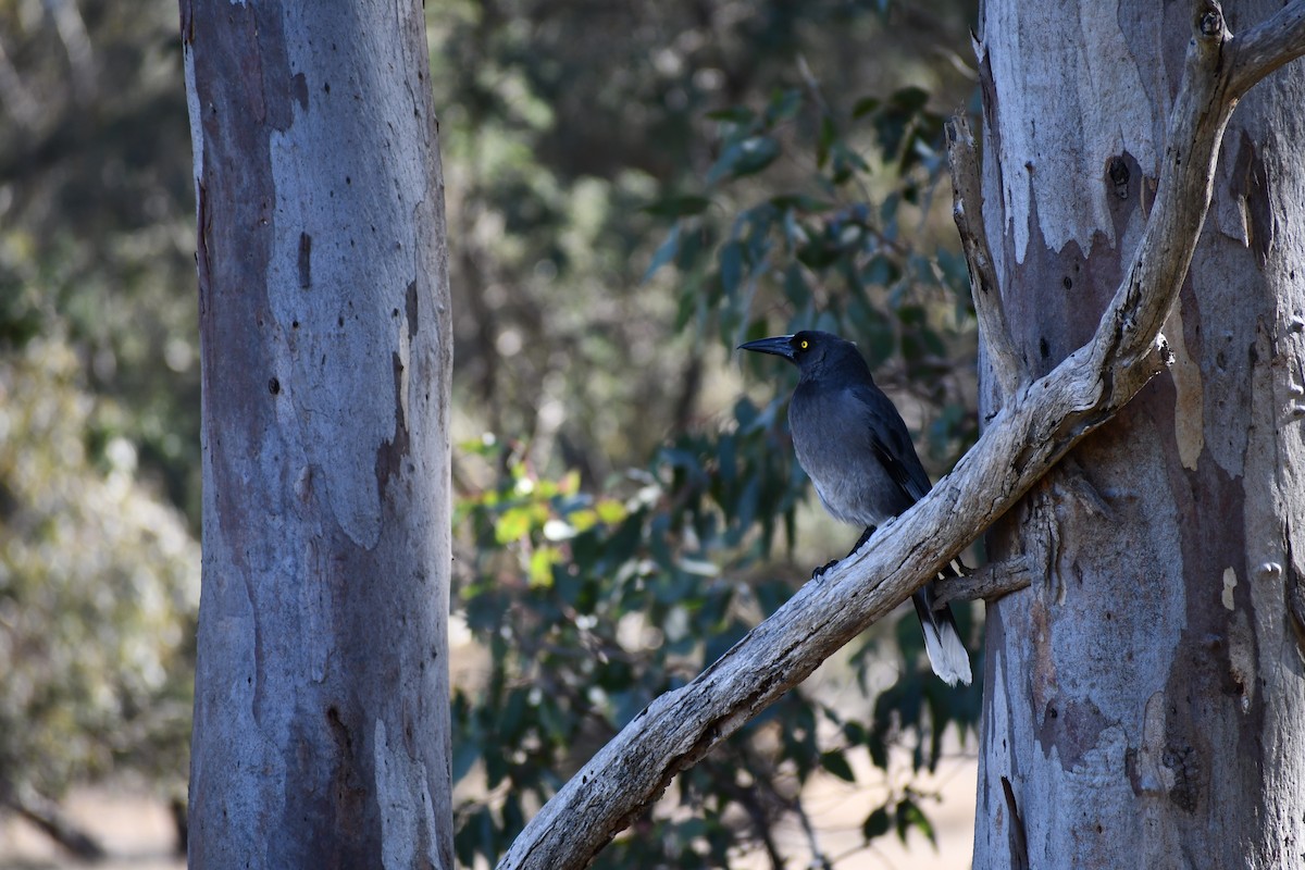 Gray Currawong (Gray) - Patrick Wyllie