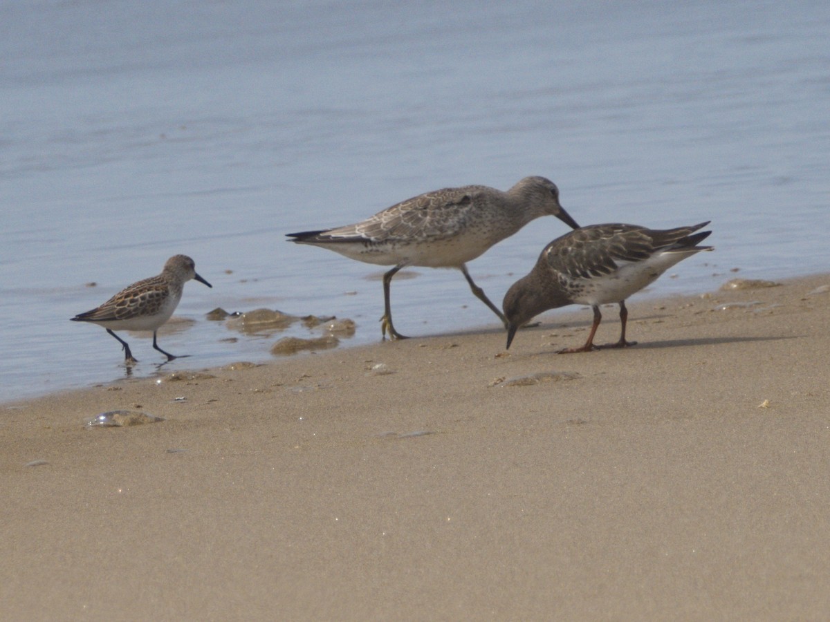 Red Knot - ML478628161