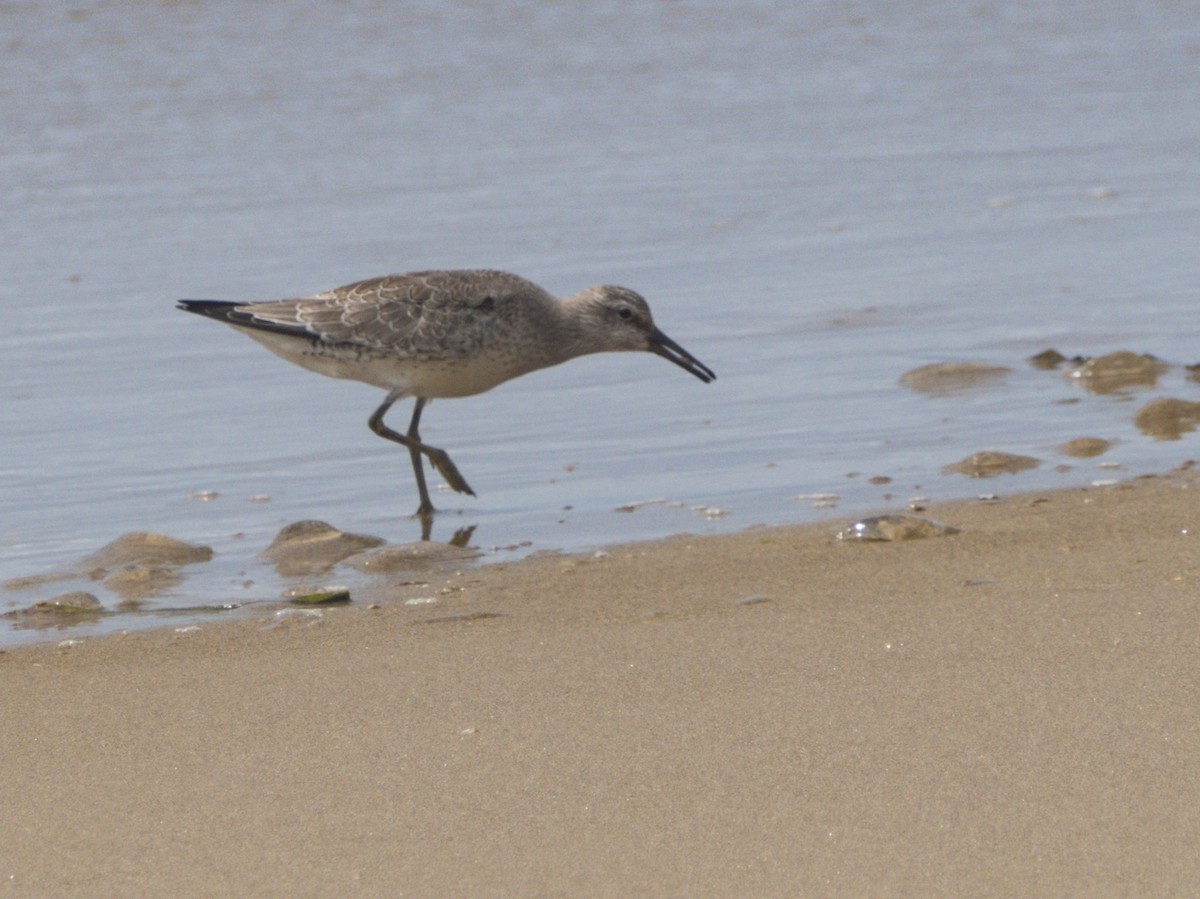 Red Knot - ML478628171