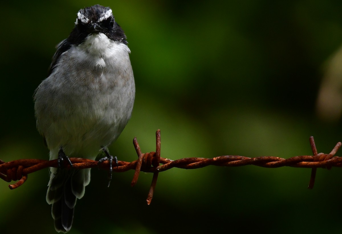 Gray Bushchat - ML478628201