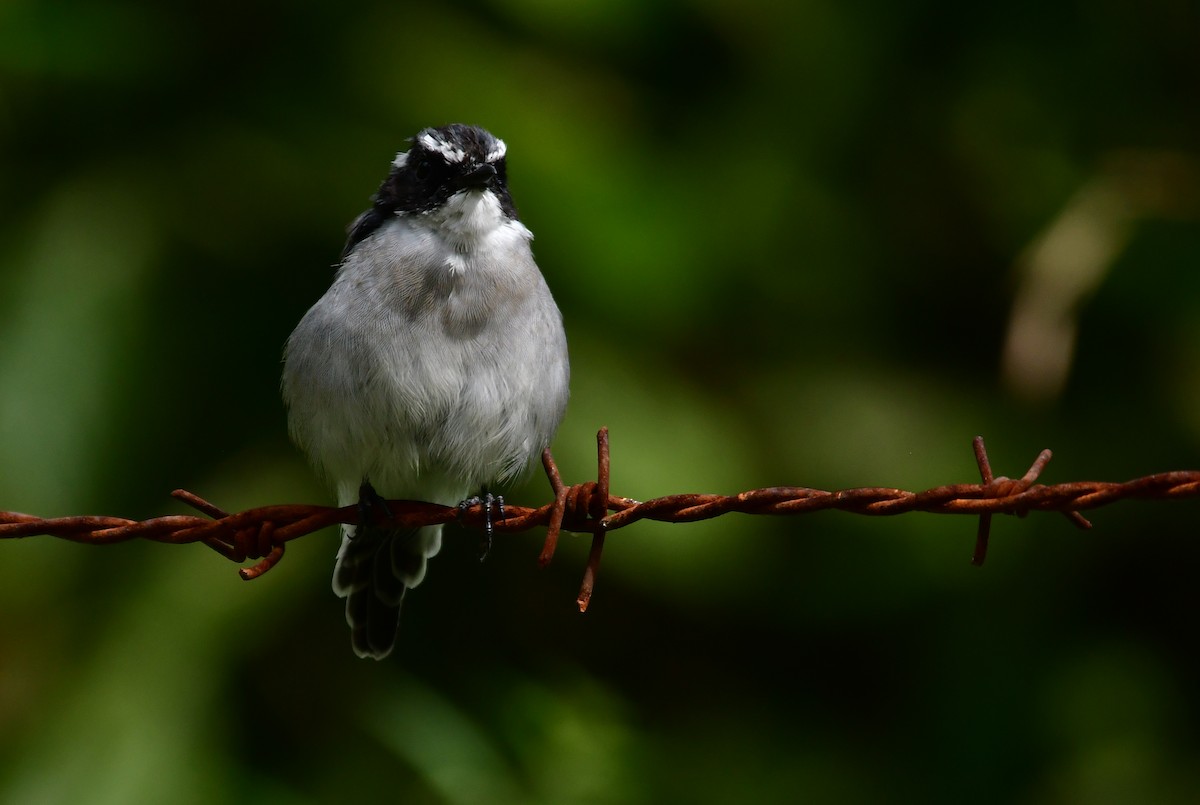 Gray Bushchat - ML478628211