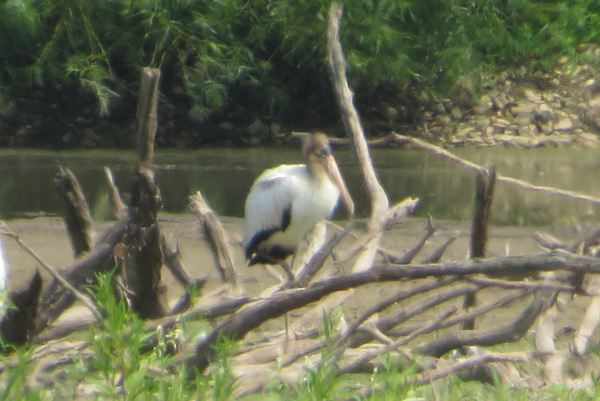 Wood Stork - ML478629731