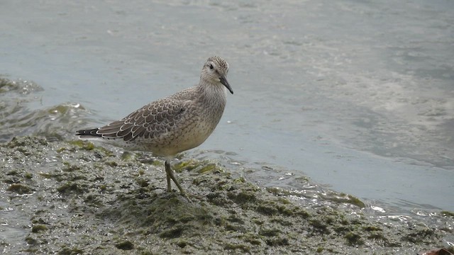 Red Knot - ML478630221