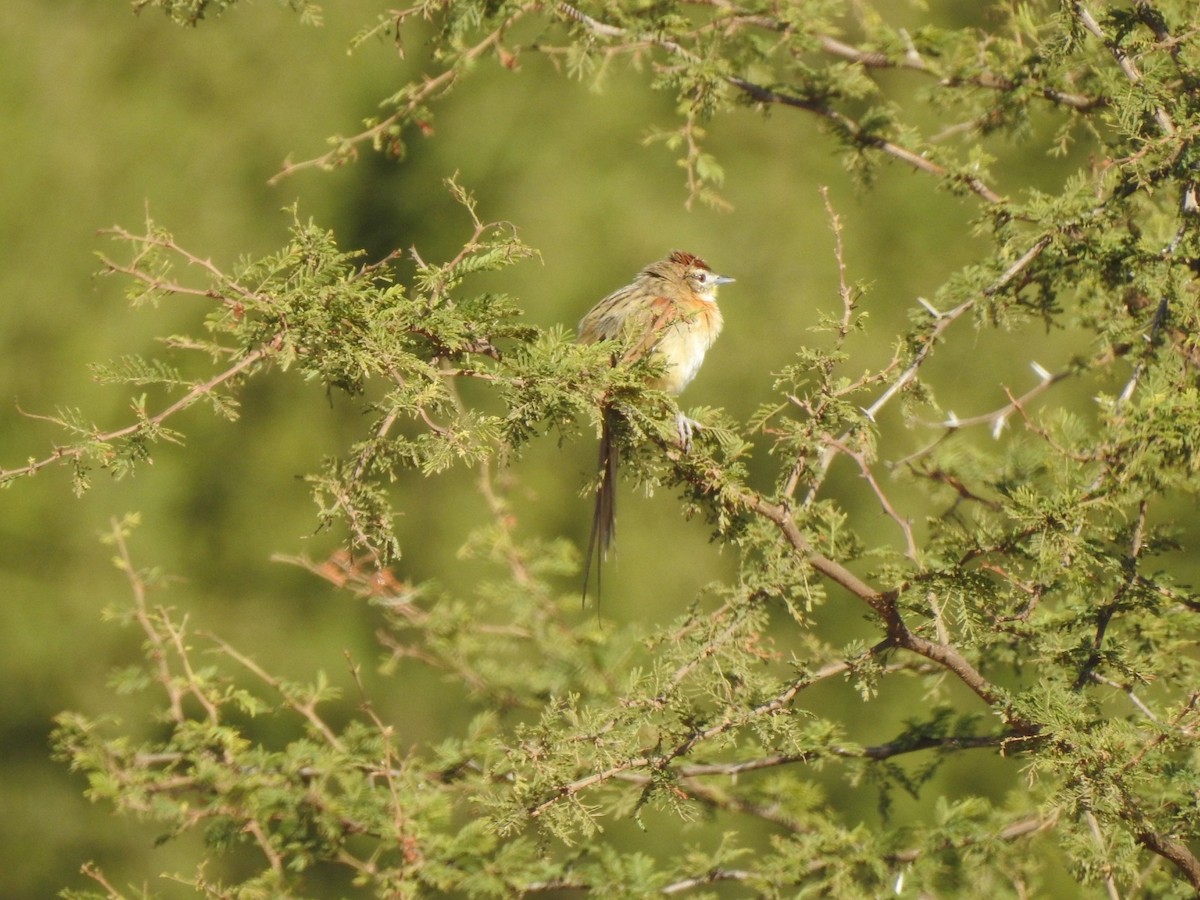 Chotoy Spinetail - María Silvina Bruni