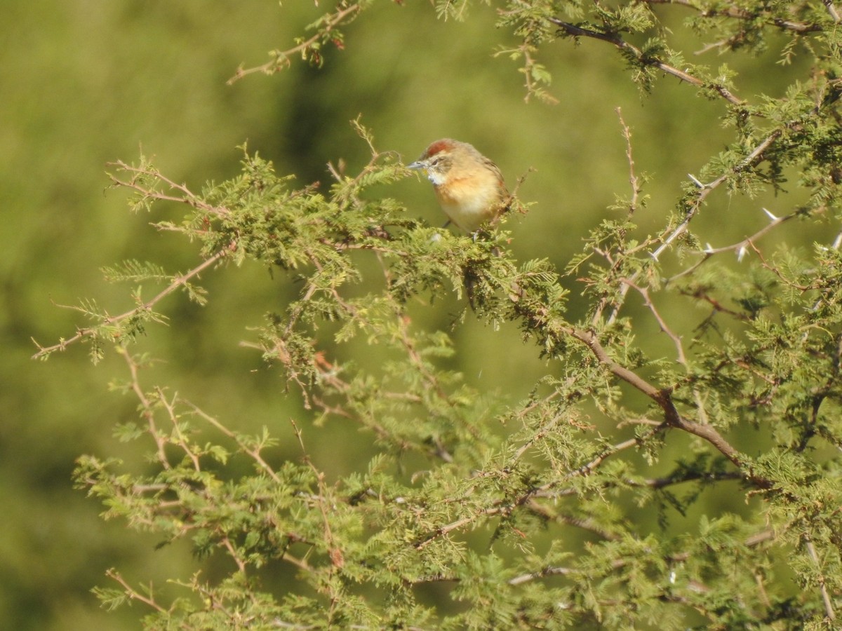 Chotoy Spinetail - María Silvina Bruni