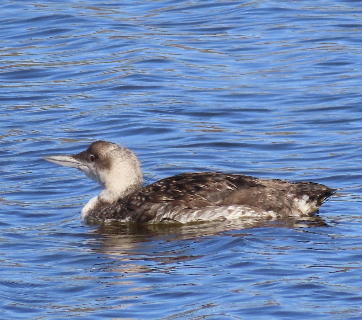 Common Loon - George Chrisman