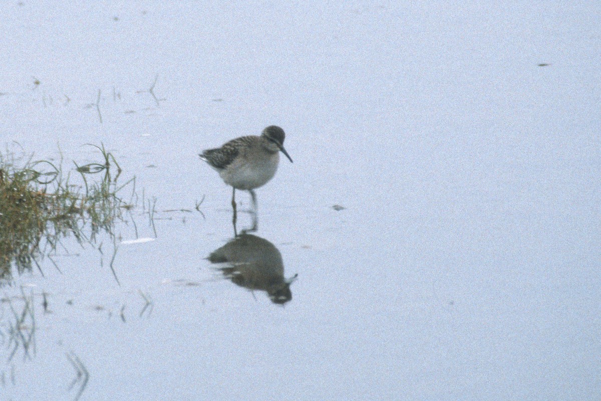 Wood Sandpiper - ML47863221