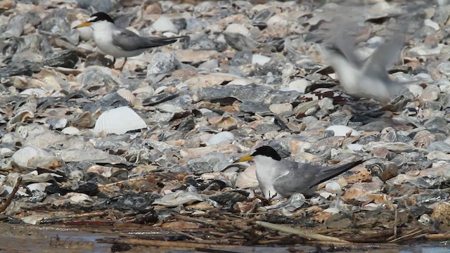 Least Tern - ML478633