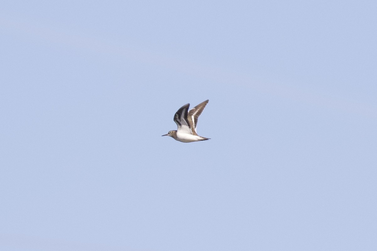 Common Sandpiper - ML478633431