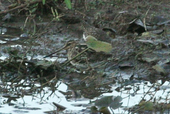 Common Snipe - ML47863371