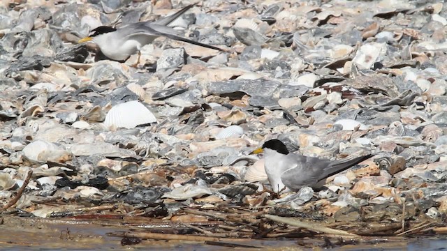 Least Tern - ML478634