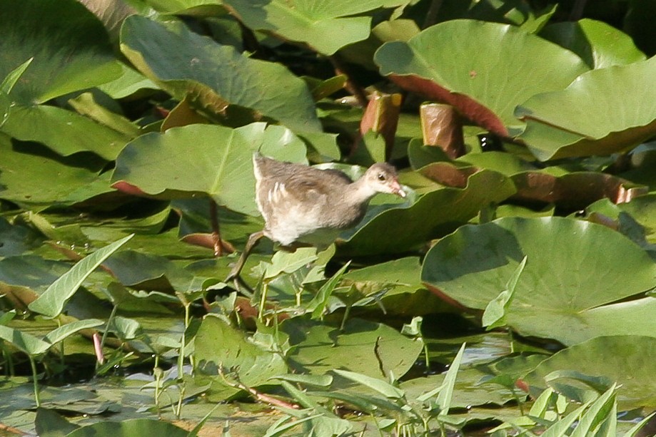 Gallinule poule-d'eau - ML47863431