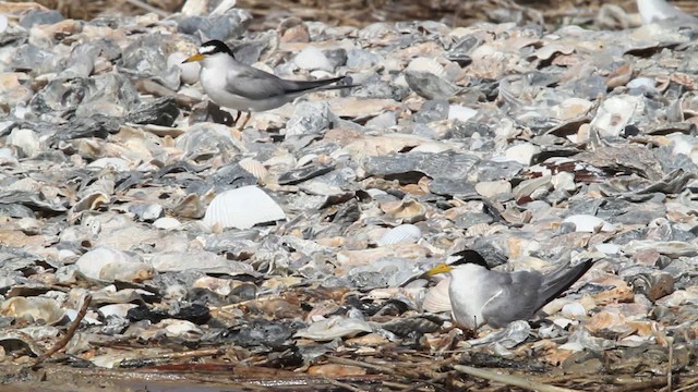 Least Tern - ML478635