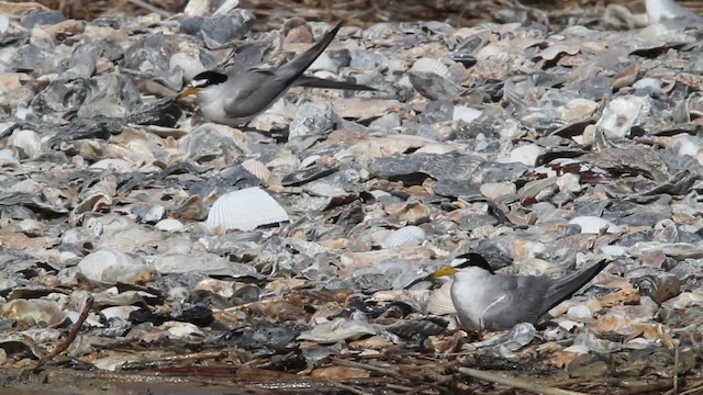 Least Tern - ML478636