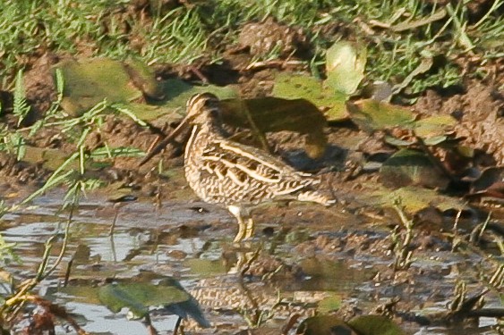 Swinhoe's Snipe - ML47863621