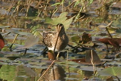 Swinhoe's Snipe - ML47863631