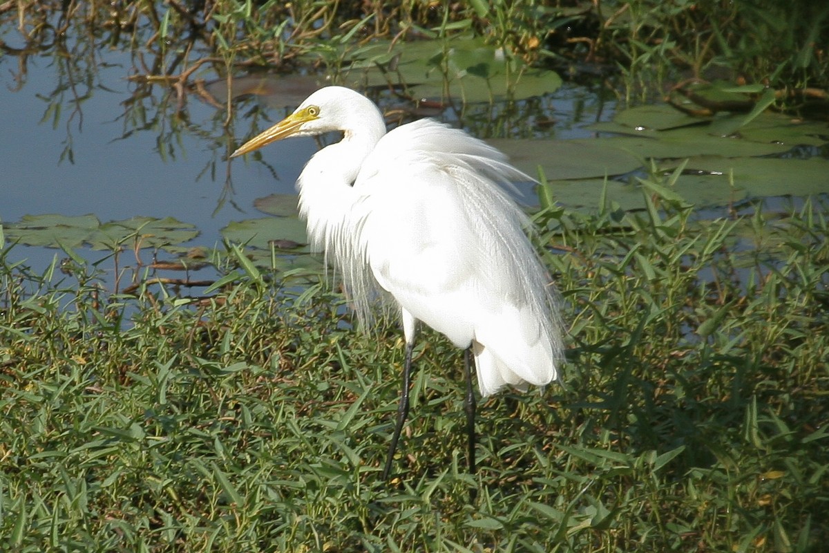 Medium Egret - ML47863841