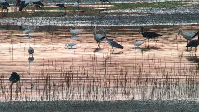 Black Stork - ML478638781