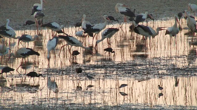 Spotted Redshank - ML478638841